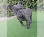 Small Photo #12 French Bulldog Puppy For Sale in LOS ANGELES, CA, USA