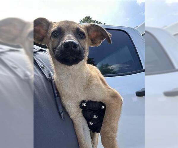 Medium Photo #1 German Shepherd Dog-Unknown Mix Puppy For Sale in Houston, TX, USA