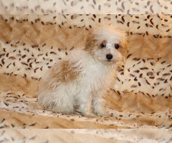 Medium Photo #14 Goldendoodle (Miniature) Puppy For Sale in DYERSBURG, TN, USA