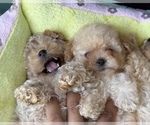 Small #4 Poodle (Toy)