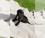 Small #1 American Staffordshire Terrier-Labrador Retriever Mix