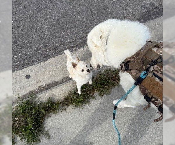 Medium Photo #3 Great Pyrenees Puppy For Sale in Bountiful, UT, USA