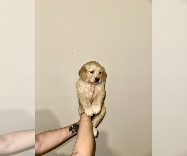 Medium Photo #19 Golden Retriever Puppy For Sale in CONCORD, VA, USA