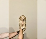 Small Photo #19 Golden Retriever Puppy For Sale in CONCORD, VA, USA