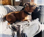 Small #13 Boxer-German Shepherd Dog Mix