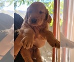 Small Photo #1 Golden Retriever Puppy For Sale in RENO, NV, USA