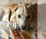 Small #1 Mutt