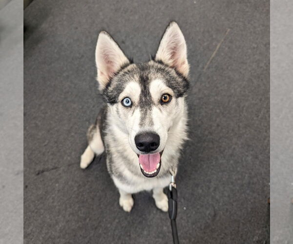 Medium Photo #13 Siberian Husky Puppy For Sale in Rosenberg, TX, USA