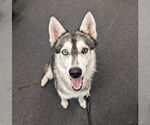 Small #12 Siberian Husky