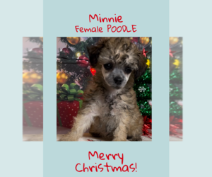 Poodle (Toy) Puppy for Sale in AZLE, Texas USA