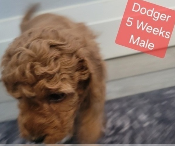 Medium Photo #6 Goldendoodle (Miniature) Puppy For Sale in MILFORD, UT, USA