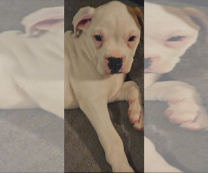 Boxer Puppy for sale in HIGHLAND LAKES, NJ, USA