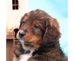 Small Photo #4 Miniature Bernedoodle Puppy For Sale in GORDONVILLE, PA, USA