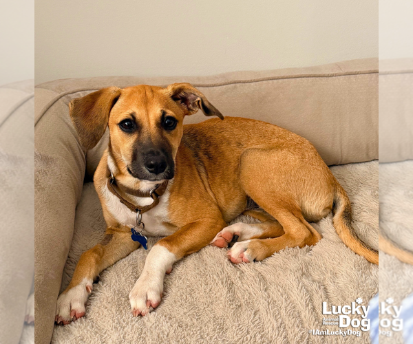 Medium Photo #7 Labrador Retriever-Unknown Mix Puppy For Sale in Washington, DC, USA