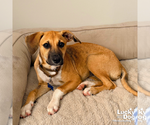 Small #6 Labrador Retriever Mix