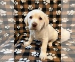 Small Photo #2 Labrador Retriever Puppy For Sale in SYCAMORE, IL, USA