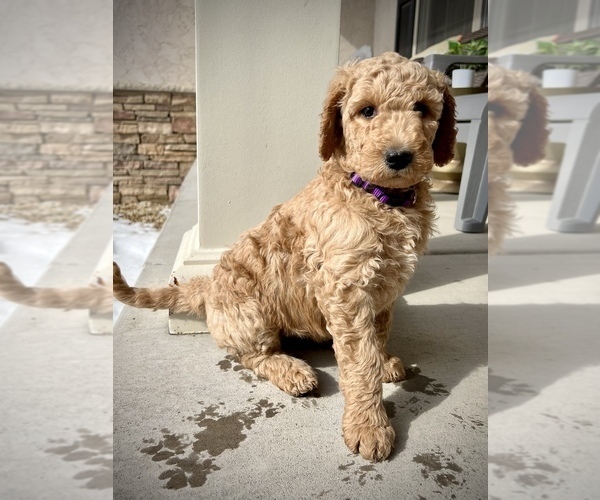 Medium Photo #3 Goldendoodle Puppy For Sale in ROGERS, MN, USA