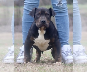 Medium American Bully