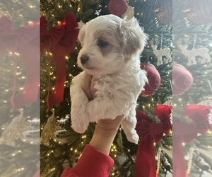 Maltipoo (Miniature) Puppy for sale in HIGHLAND VILL, TX, USA