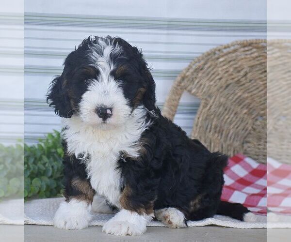 Medium Photo #1 Bernedoodle (Miniature) Puppy For Sale in NEW PROVIDENCE, PA, USA
