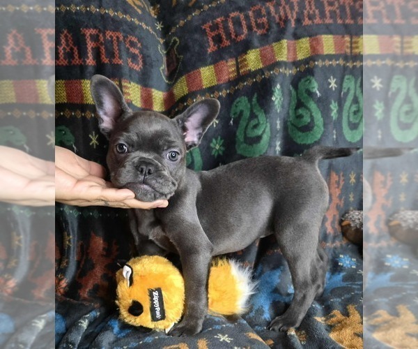 Medium Photo #5 French Bulldog Puppy For Sale in GRAND FORKS, ND, USA