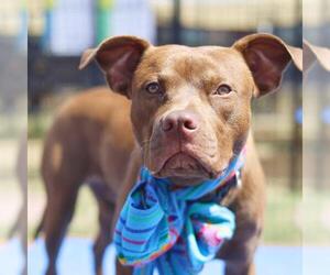 SPARKY - Male American Staffordshire Terrier-Unknown Mix Dog for Adoption - Photo #2