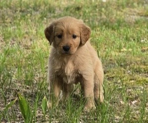 Golden Retriever Puppy for sale in HAMMONTON, NJ, USA