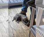 Small Photo #20 American Bully Puppy For Sale in GETTYSBURG, PA, USA