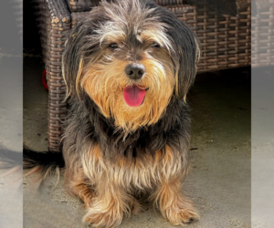 Cairnese Dogs for adoption in Newport Beach, CA, USA