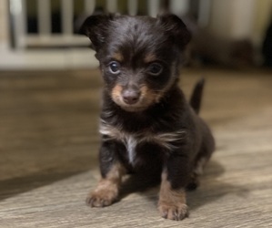 Chihuahua Litter for sale in ARANSAS PASS, TX, USA
