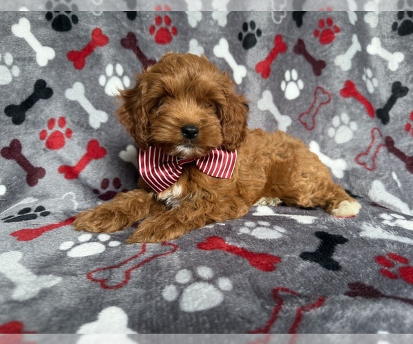 Medium Photo #3 Cockapoo (Miniature) Puppy For Sale in LAKELAND, FL, USA