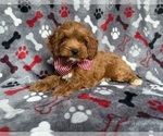 Small #2 Cockapoo (Miniature)