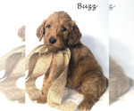 Small Photo #22 Goldendoodle Puppy For Sale in DEMOPOLIS, AL, USA