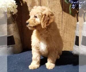 Goldendoodle-Poodle (Miniature) Mix Puppy for sale in ARTHUR, IL, USA