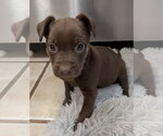 Small #1 Mutt