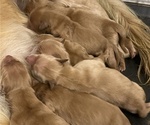 Small Photo #2 Golden Retriever Puppy For Sale in CHINA SPRING, TX, USA