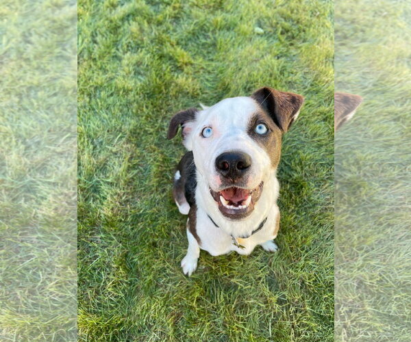 Medium Photo #11 Mutt Puppy For Sale in Sandy, UT, USA