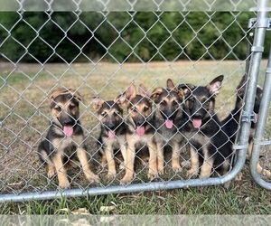 German Shepherd Dog Puppy for Sale in CONWAY, Arkansas USA