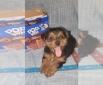 Small Photo #216 Yorkshire Terrier Puppy For Sale in AKRON, OH, USA