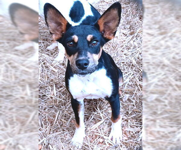 Medium Photo #1 Mutt Puppy For Sale in Rutherfordton, NC, USA