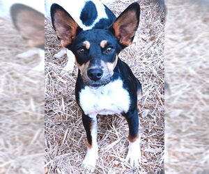 Mutt Dogs for adoption in Rutherfordton, NC, USA