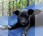 Small #1 Border Collie Mix