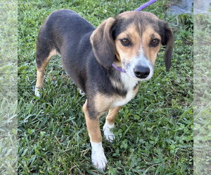 Beanie Baby 2026 - Female Doxle Dog for Adoption