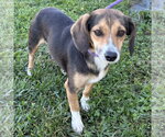 Beanie Baby 2026 - Female Doxle Dog for Adoption - Small photo