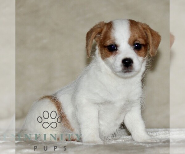 Medium Photo #1 Jack Russell Terrier-ShihPoo Mix Puppy For Sale in GORDONVILLE, PA, USA
