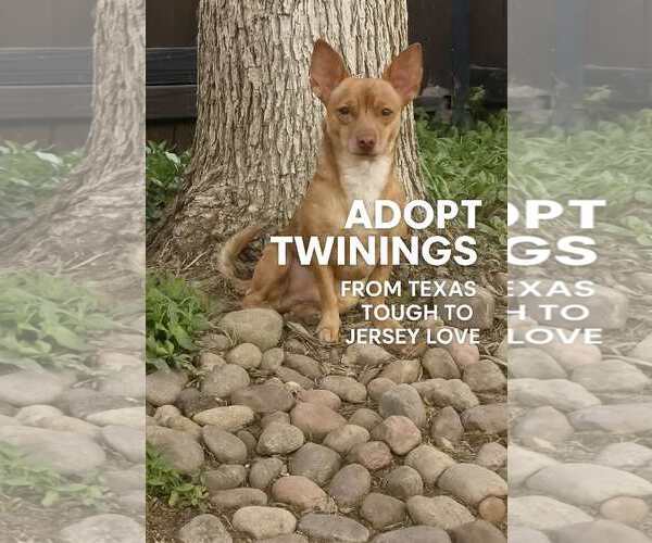 Medium Photo #18 Chihuahua Puppy For Sale in Boonton, NJ, USA