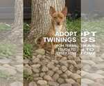Small #17 Chihuahua