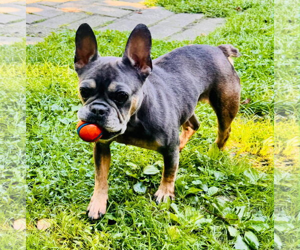 Medium Photo #1 French Bulldog Puppy For Sale in Spring Lake, NJ, USA