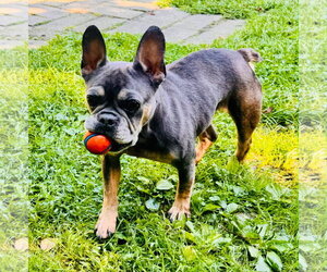French Bulldog Dogs for adoption in Spring Lake, NJ, USA