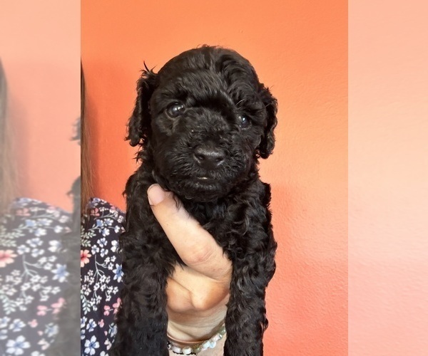 Medium Photo #2 Poodle (Miniature) Puppy For Sale in CHIPLEY, FL, USA